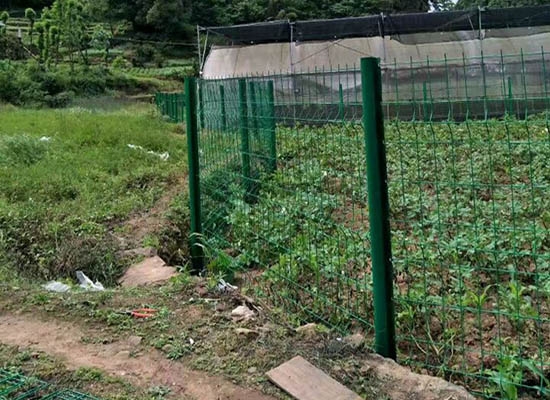 重慶桃形柱好色先生下载IOS